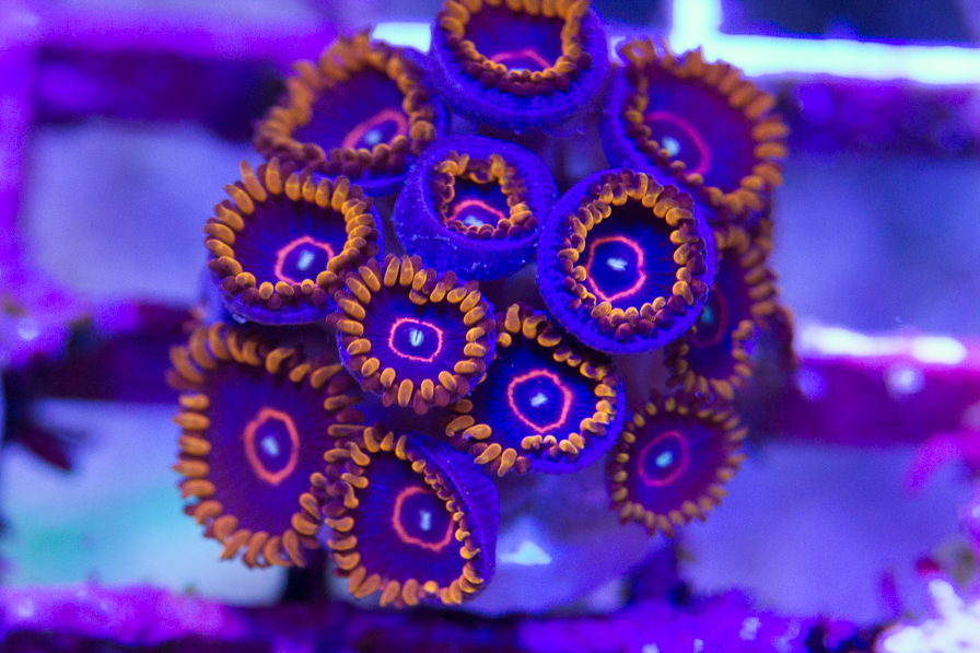 coral_for_sale_20191015_6124.jpg