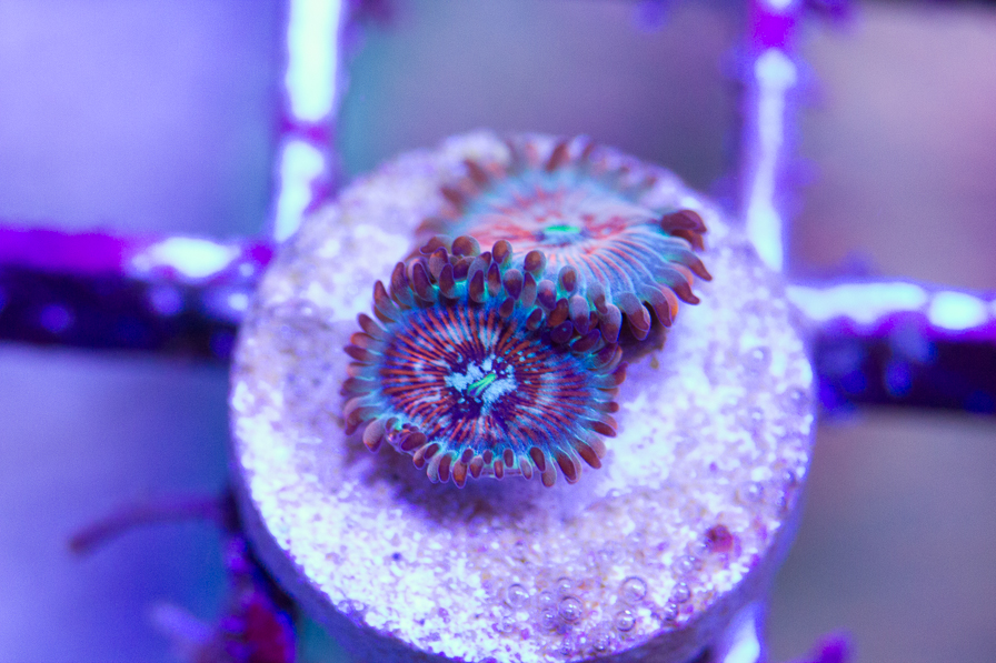 coral_for_sale_20191015_6119.jpg