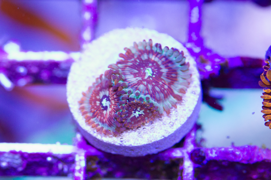 coral_for_sale_20191015_6125.jpg