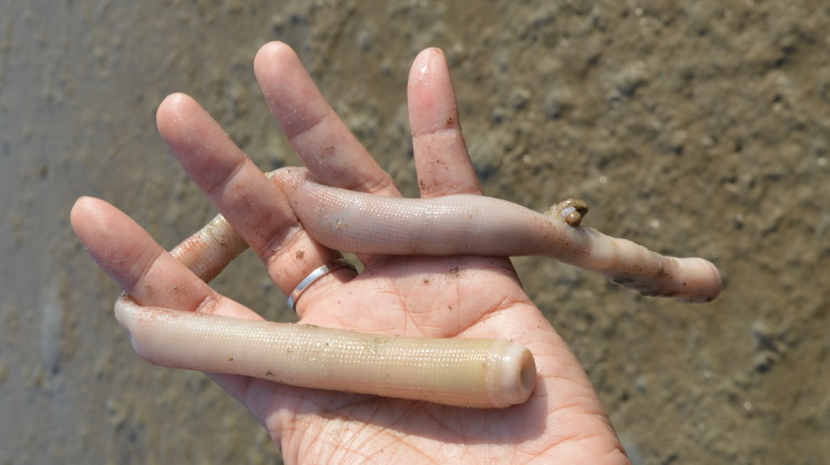 Sipuncula worm in hand