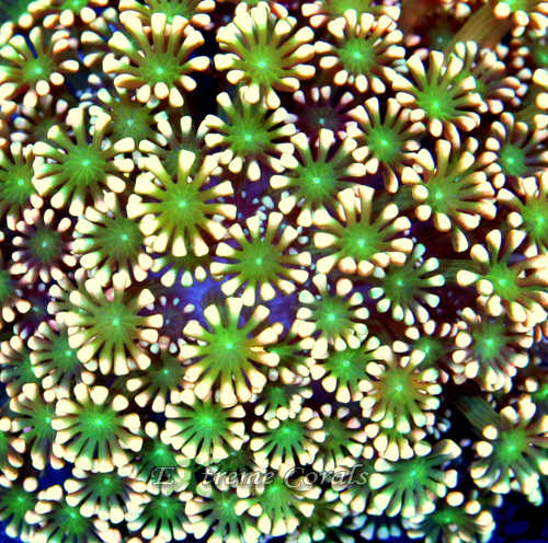 Extreme Corals Alveopora