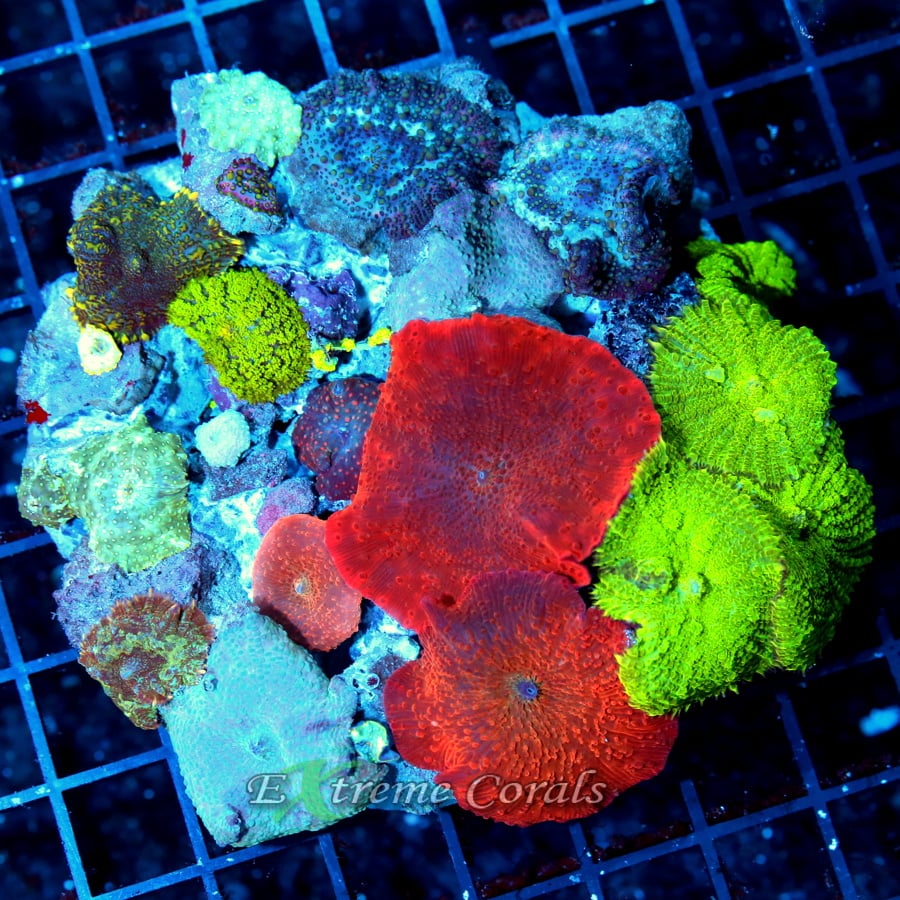www.extremecorals.com