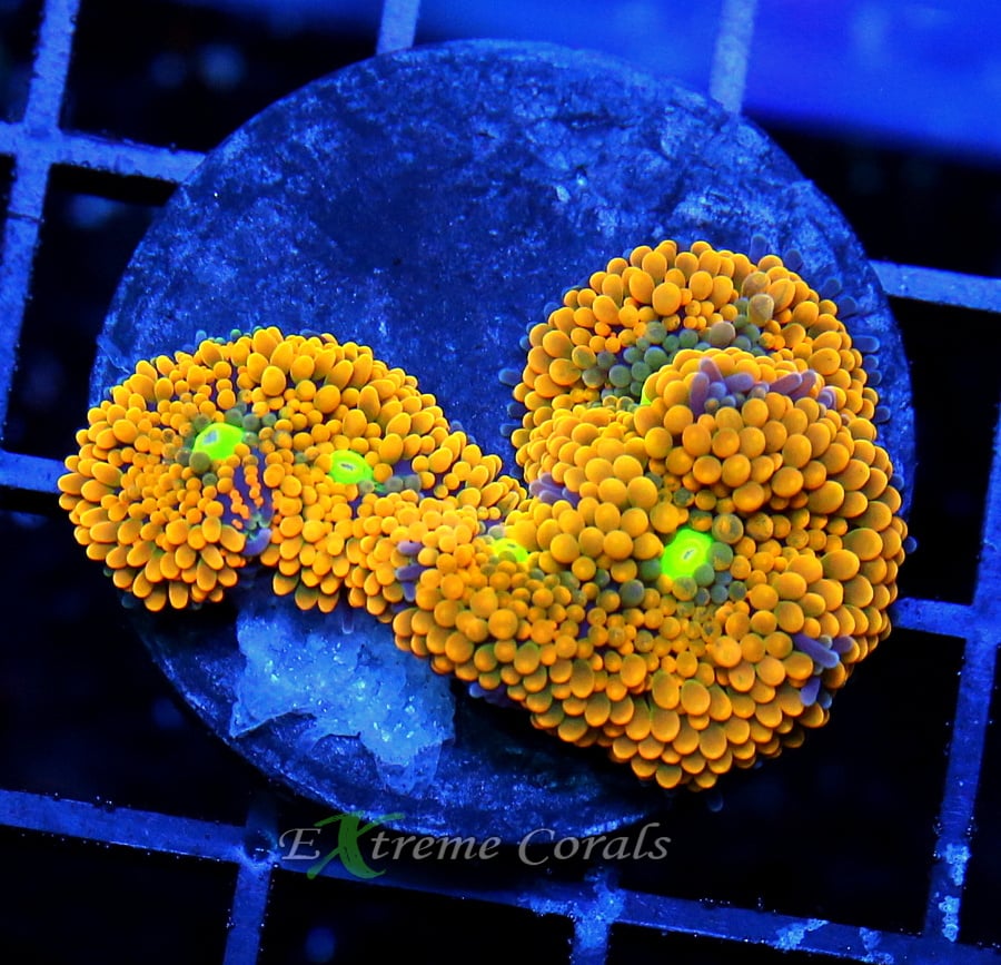 www.extremecorals.com