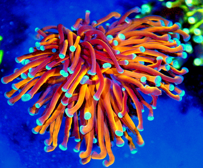 4.5X4 EXTREMECORALS FAMOUS BOOK QUALITY RADIOACTIVE ORANGE BLUE TIPPED AUSTRALIAN SHOWPIECE TORCH