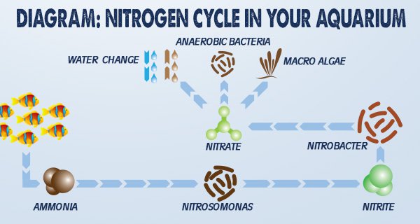Nitrogen-Cycle-In-Your-Aquarium-Diagram-Banner.jpg