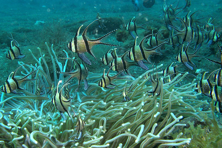 www.fisheries.noaa.gov