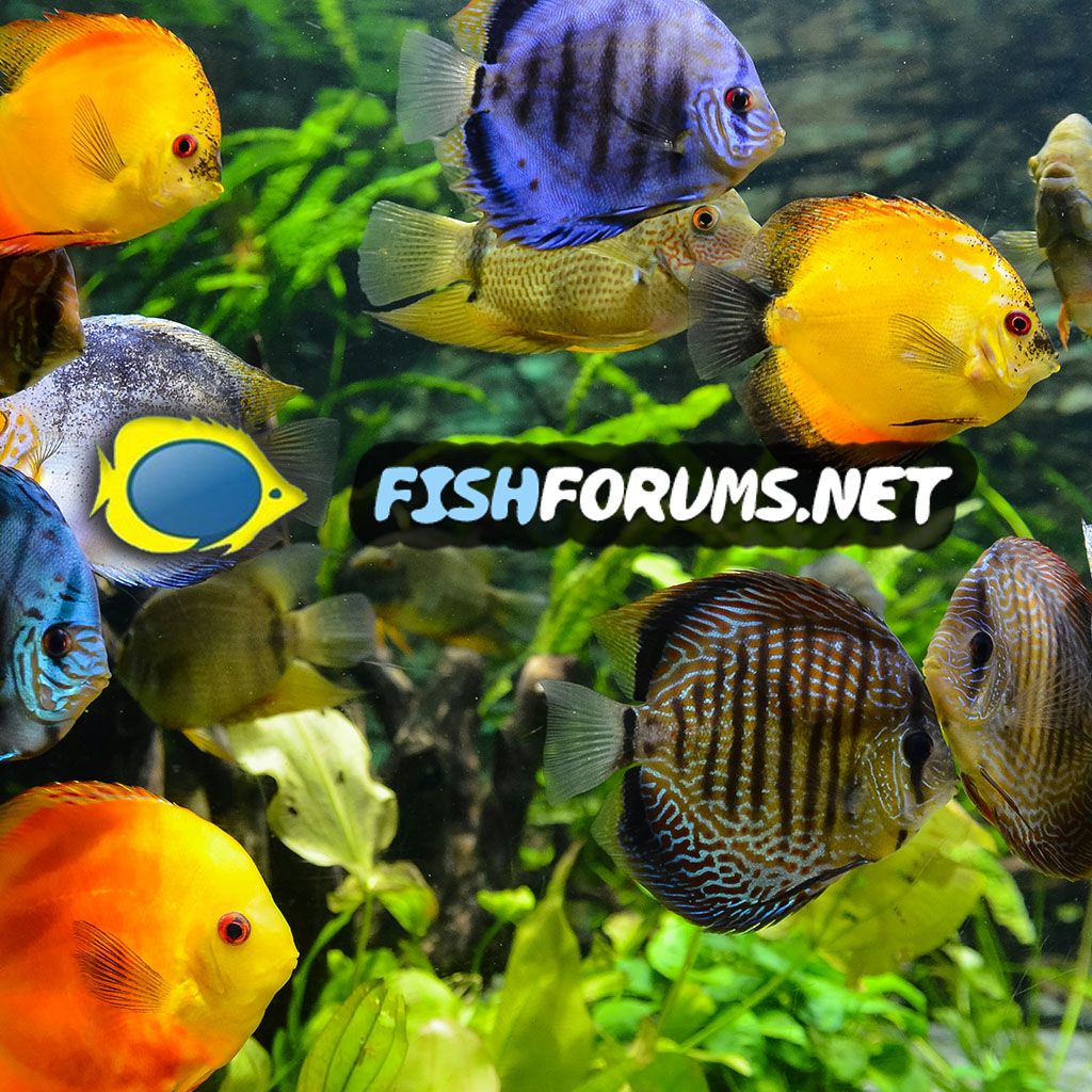 www.fishforums.net