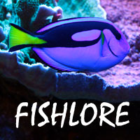 www.fishlore.com