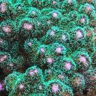 Green Pocillopora with Pink Base