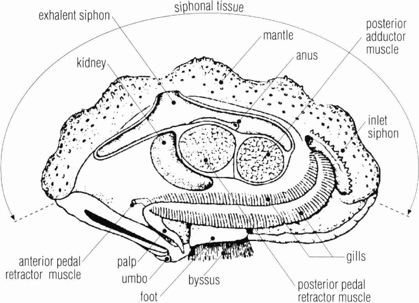 4287_17_117-crocea-clam-anatomy.jpg