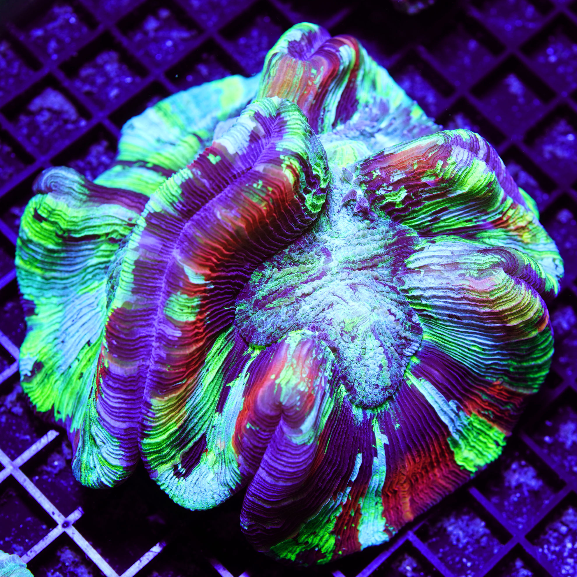 0000552_rainbow-grade-wellso-indo-open-brain-coral-trachyphyllia-radiata.jpeg