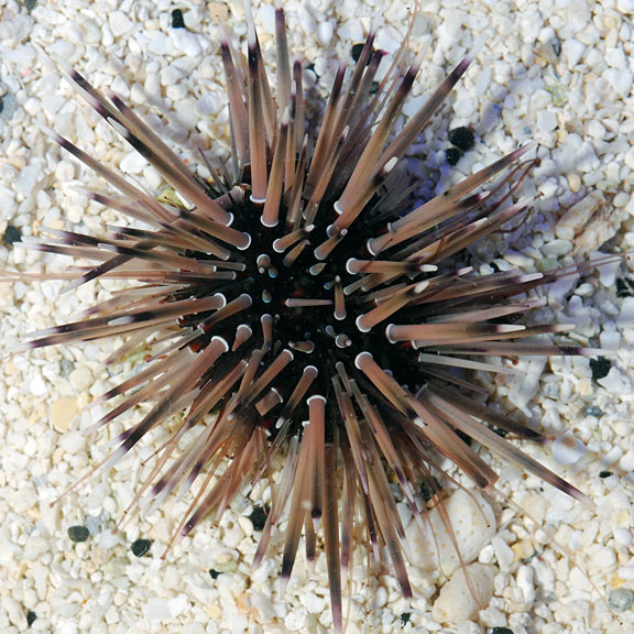 Shortspine Urchin: Saltwater Aquarium Invertebrates