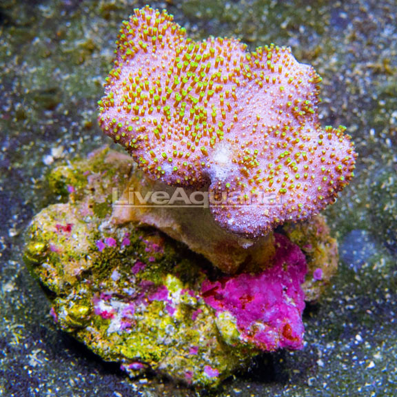 Aussie Toadstool Mushroom Leather Coral