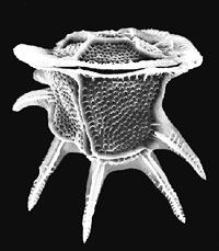 dinoflagellate - Ceratocorys sp.