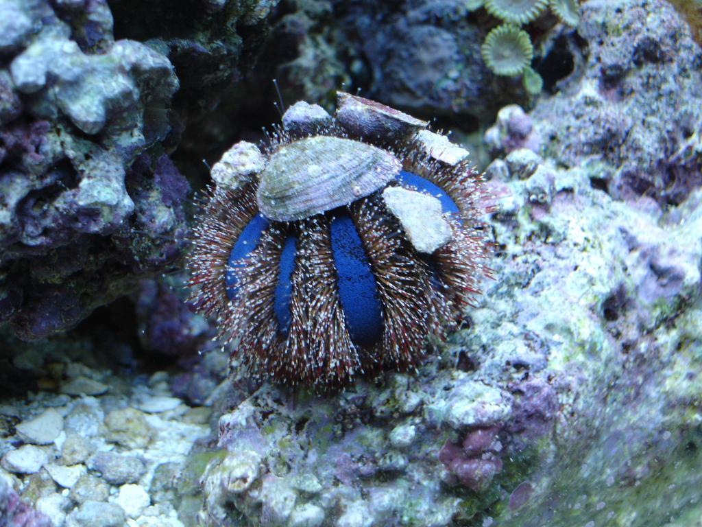 Tuxedo Sea Urchin-MarineFishEZ.com
