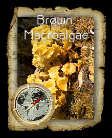 brownalgae.png
