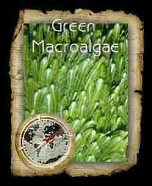 greenalgae.png
