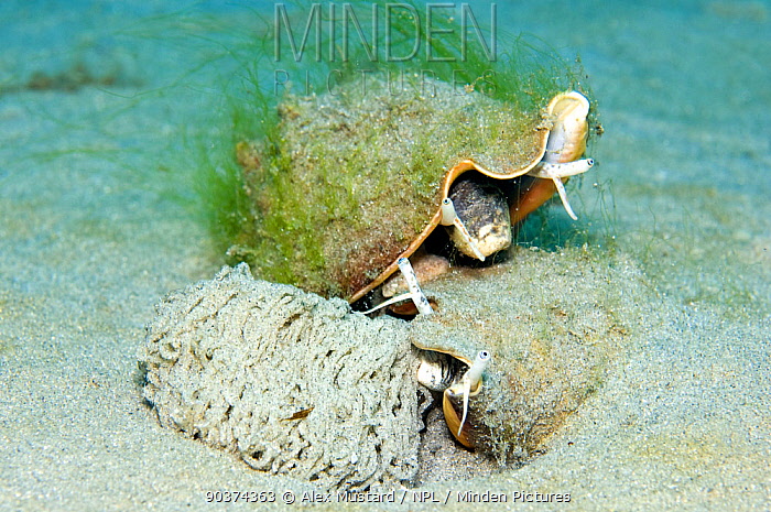 Minden Pictures - Florida fighting conch (Strombus alatus) pair laying a  large egg mass on the sand, Gulf Stream, West Atlantic Ocean, Florida, USA  - Alex Mustard/ npl