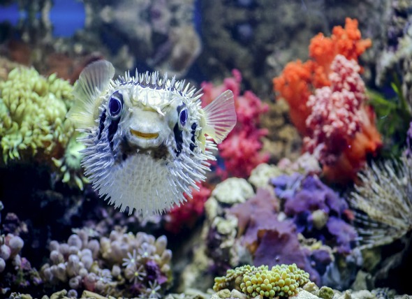 facts-about-puffer-fish.jpg