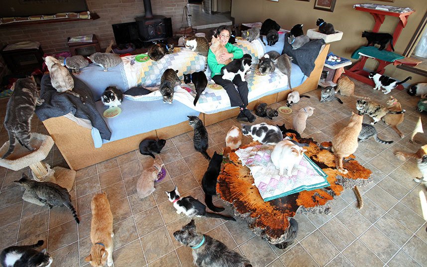 Crazy-Cat-Lady-Lived-With-1000-Cat-6.jpg