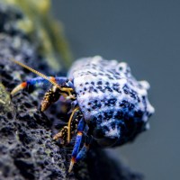 blue leg hermit crab45