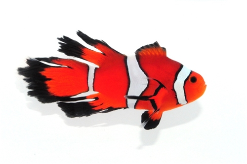 Fancy-Longfin-Clownfish-Medium-2.jpg
