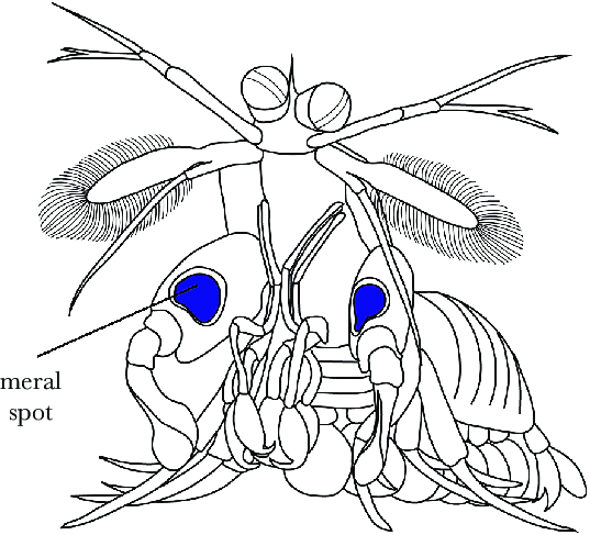 A-stomatopod-performing-a-threat-display-the-meral-spread-The-meral-spots-purple-are.png