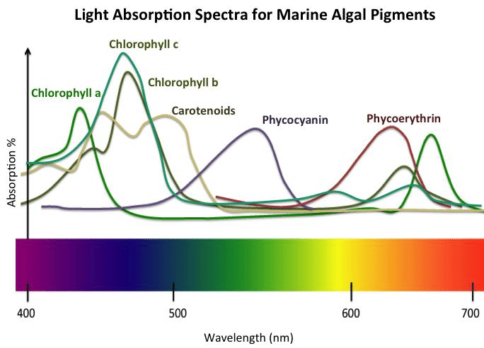 Light-absorption-spectra-for-photosynthetic-pigments.png