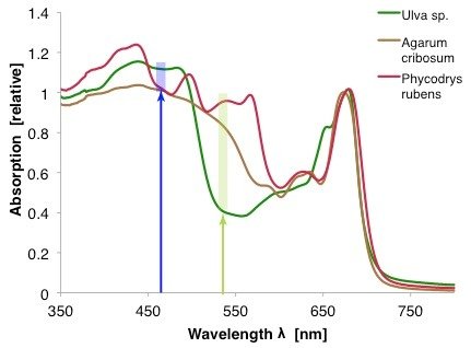 Absorption-spectrum-for-three-Arctic-occurring-macroalgae-representing-the-three-separate.jpg