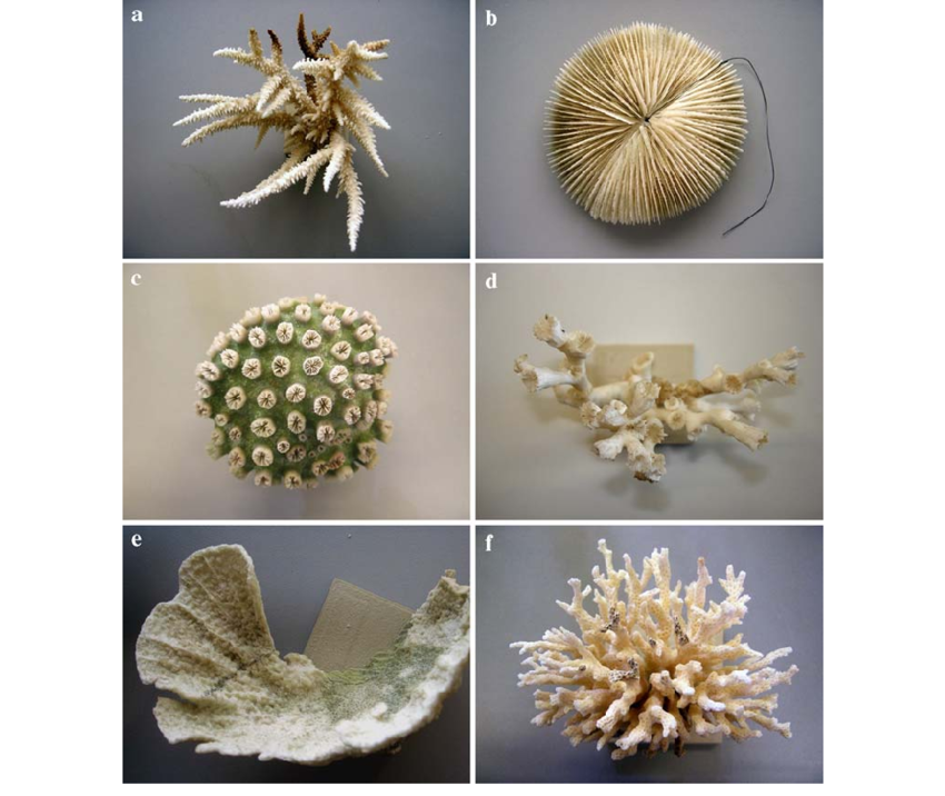 Fig-1-Top-view-of-specimens-assessed-in-coral-surface-area-measurements-Panels-a.png