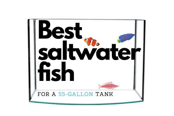 www.saltwateraquariumblog.com