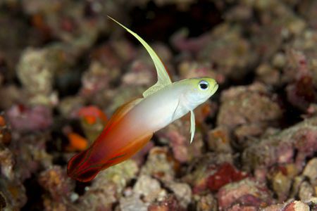 FirefishGoby-GettyImages-513096241-59f2733d03f402001010225f.jpg