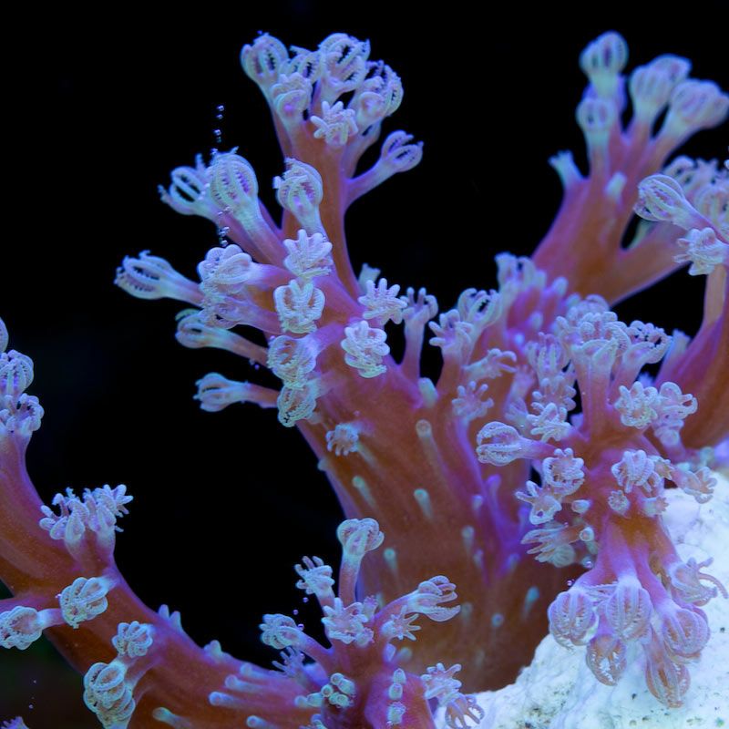cespitularia-purple-2.jpg