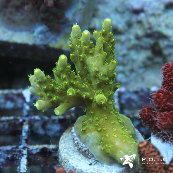 P.O.T.O.'s Independence Day Auction is now Live! | REEF2REEF Saltwater ...