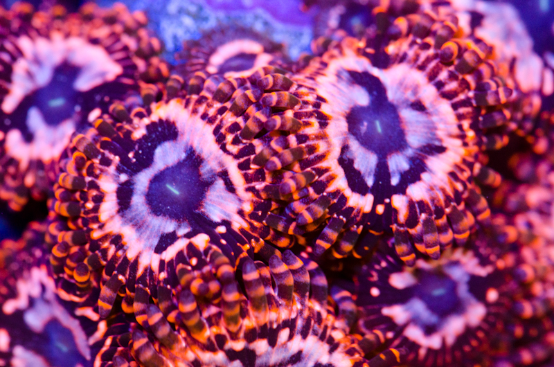 Club Zoa Spotlight! Utter Chaos! REEF2REEF Saltwater and
