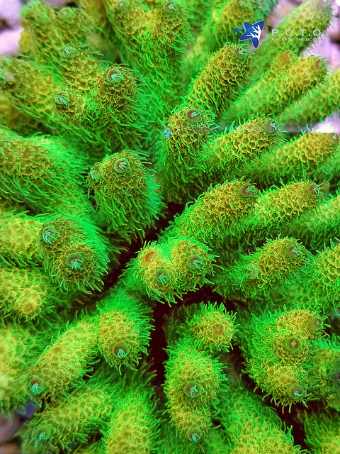 POTO Open House this weekend up to 40% off on corals | REEF2REEF ...