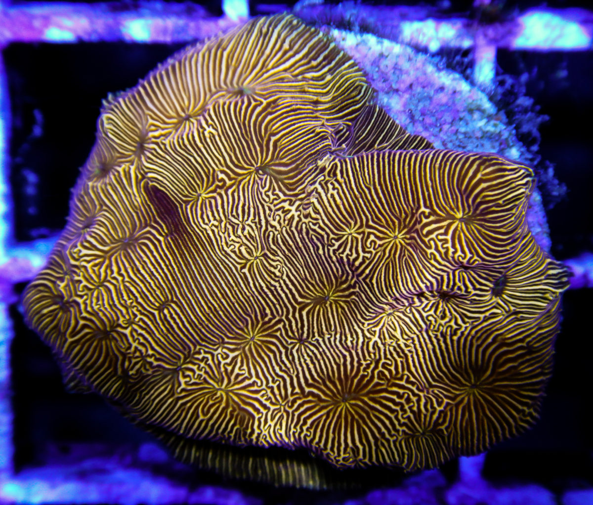 Coral Spotlight | Leptoseris | Reef2Reef