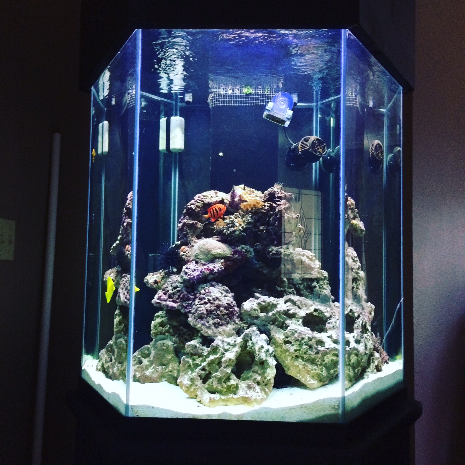 90 gallon hexagon aquarium for sale | REEF2REEF Saltwater ...