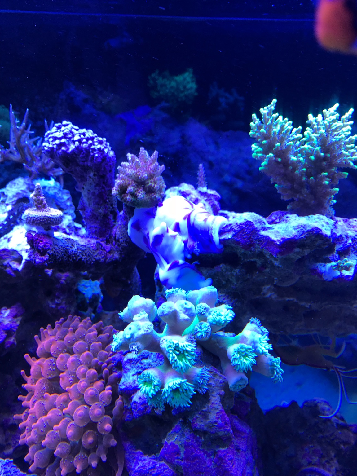Reef epoxy | REEF2REEF Saltwater and Reef Aquarium Forum