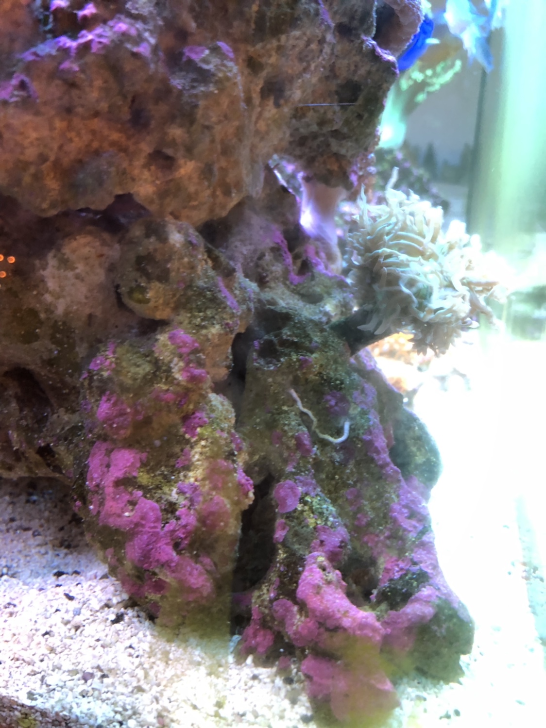 Coralline algae in a bottle? Does it work? | REEF2REEF Saltwater and ...