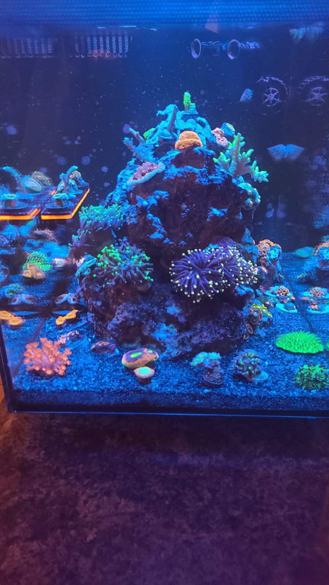 FLuval Evo (1).jpg