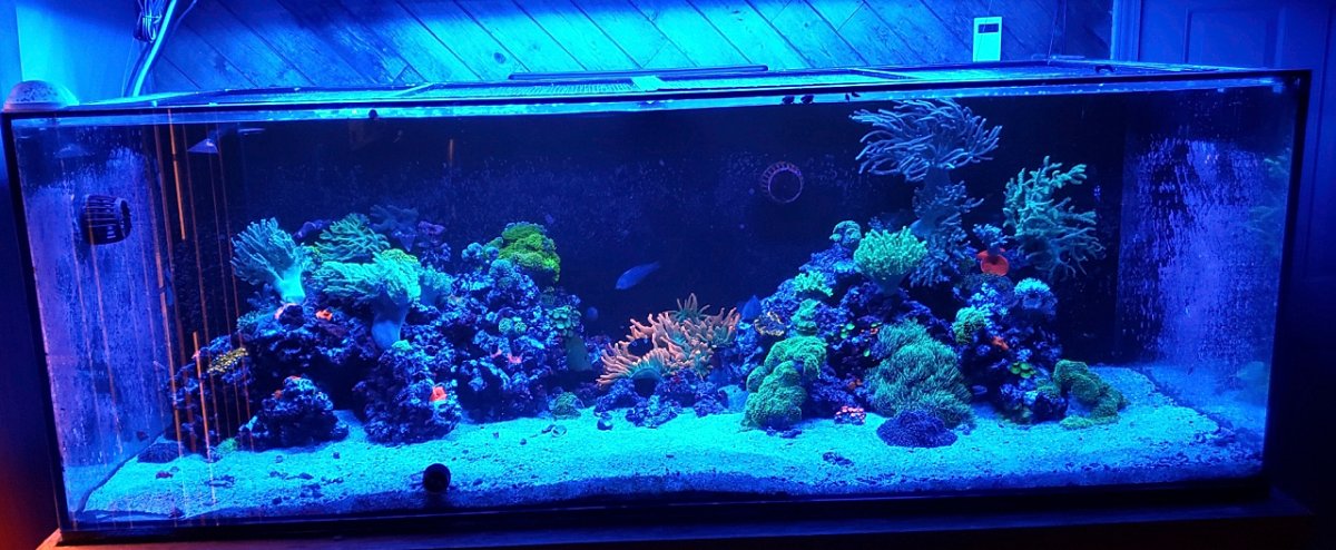 full tank 1.jpg