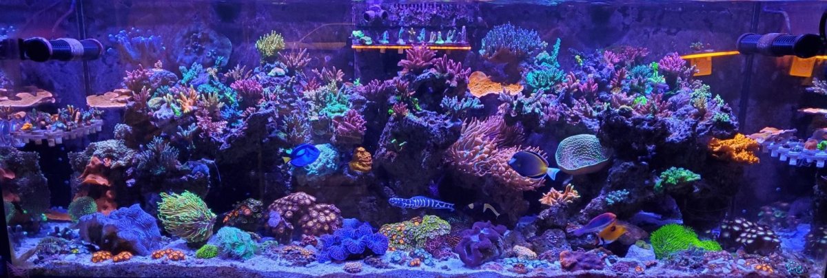Reef323.jpg
