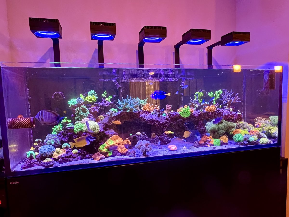 ZE REEF May 2025.jpg